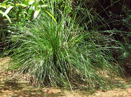 Cuscus grass(Vetiveria zizanioides (L.) Nash)